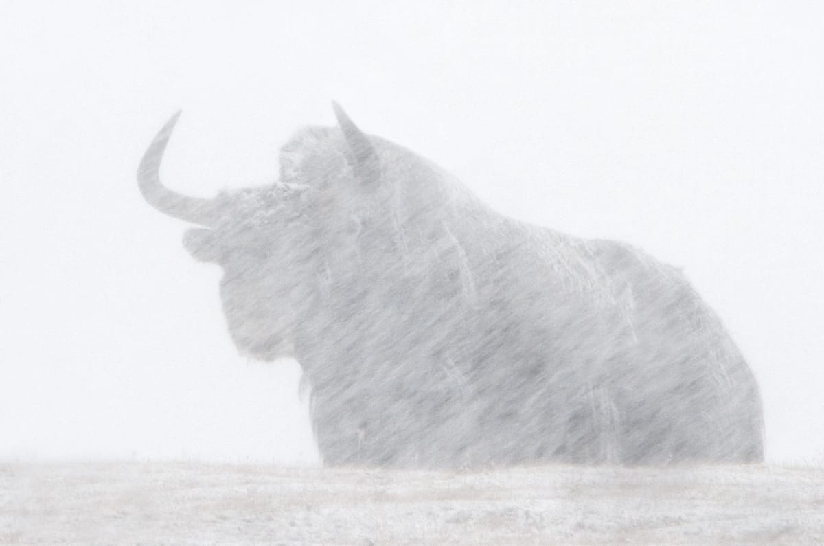 La Pantera delle Nevi | un film che restituisce l’epifania dell’avvistamento