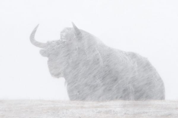 La Pantera delle Nevi | un film che restituisce l’epifania dell’avvistamento