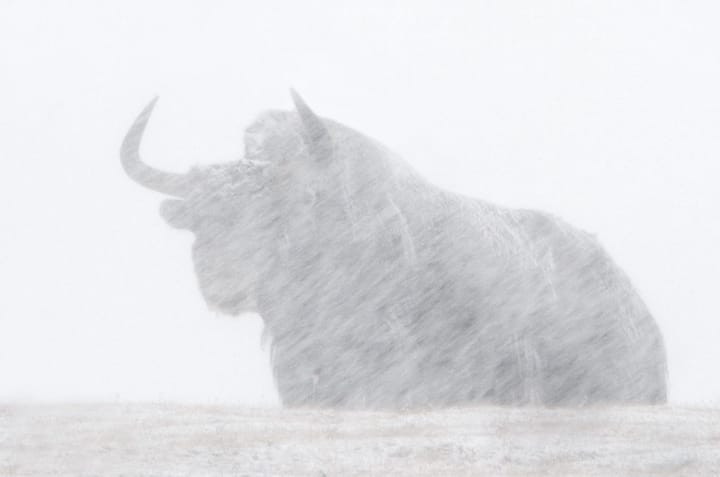 La Pantera delle Nevi | un film che restituisce l’epifania dell’avvistamento