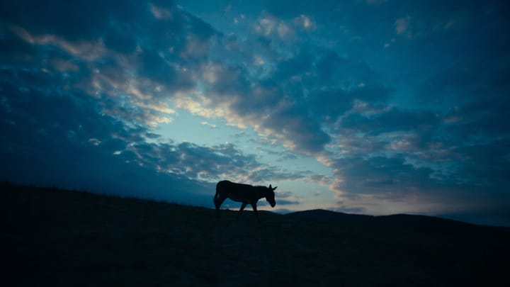 Cannes 75 | EO, l’asino di Skolimowski protagonista di una rock-opera deumanizzata